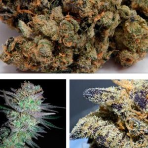 Girl Scout Cookies