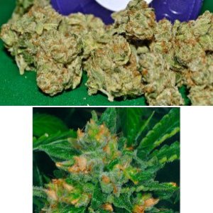 Cold Creek Kush