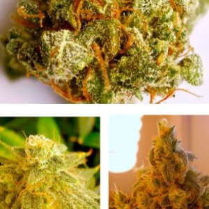 Colombian Gold