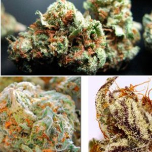 Cotton Candy Kush