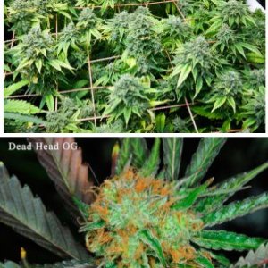 DeadHead OG