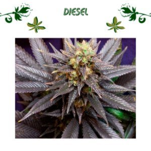 Diesel