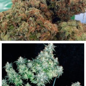 Blueberry Headband