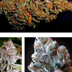 Blueberry Kush