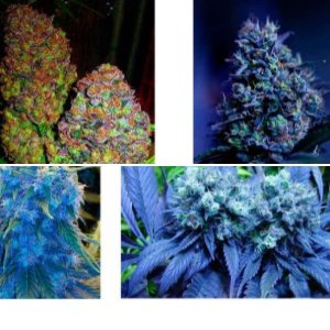 Blueberry Yum Yum