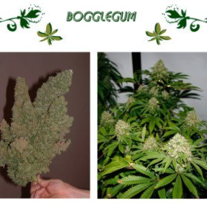 Bogglegum