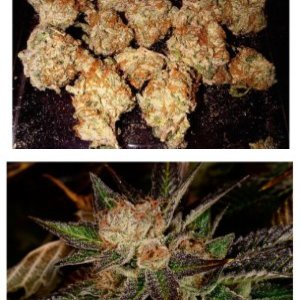Bruce Banner #3