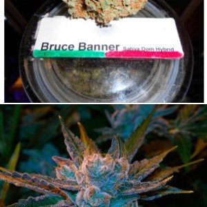 Bruce Banner