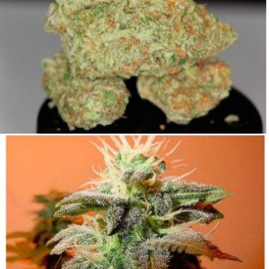 Bubblegum