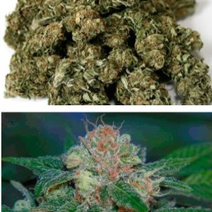Burmese Kush