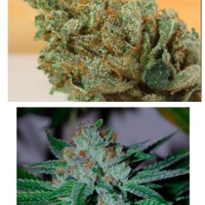 Cali Gold