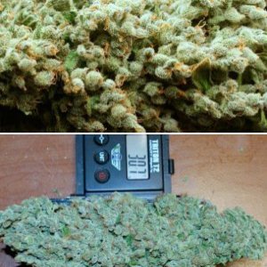 California Orange Bud