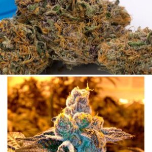 Candyland