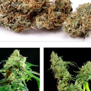 Cannatonic
