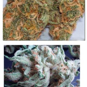 Cannalope Haze