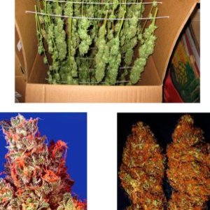 Caramelicious