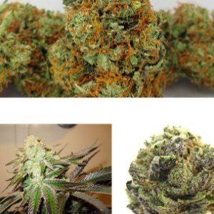 Cataract Kush