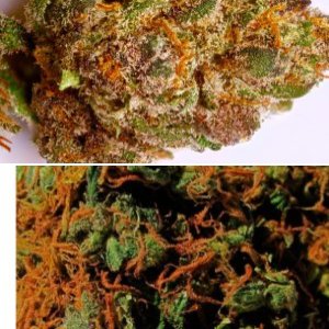 Champagne Kush