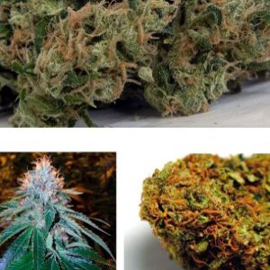 Chemdawg