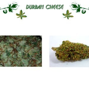 Durban Cheese