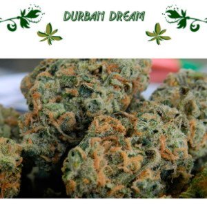 Durban Dream