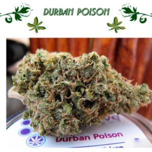 Durban Poison