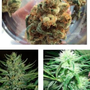 Dutch Treat