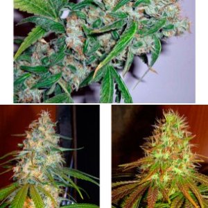 Ed Rosenthal Super Bud