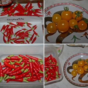 Культурные растения
