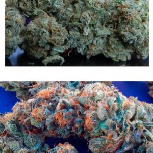 Blue Dream