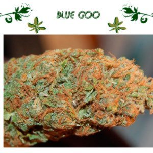 Blue Goo