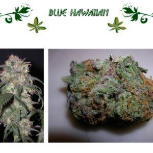 Blue Hawaiian