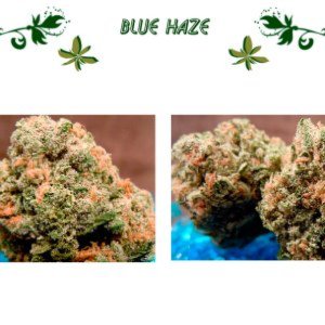 Blue Haze