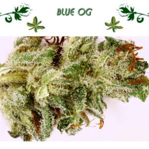 Blue OG