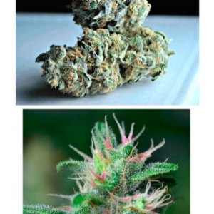 Blue Rhino