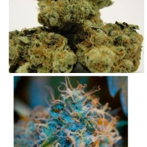 Blue Widow