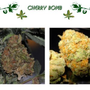 Cherry Bomb