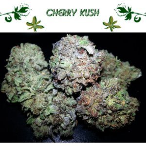 Cherry Kush