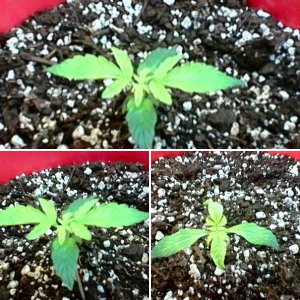 Auto Northern Lights