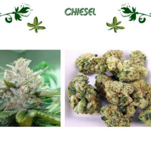 Chiesel