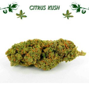 Citrus Kush