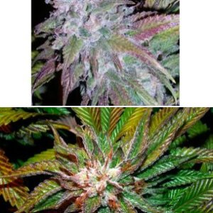 Shiatsu Kush