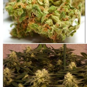 Shiskaberry