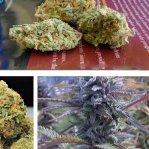 Shiva Skunk