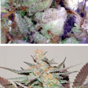 Pink Kush