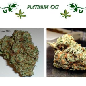 Platinum OG