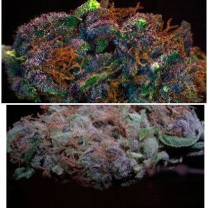 Purple Diesel