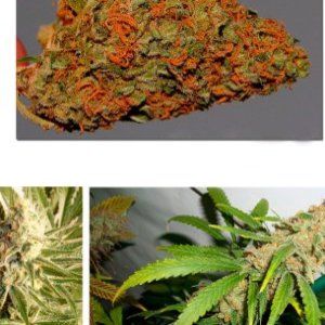 Pineapple Kush 