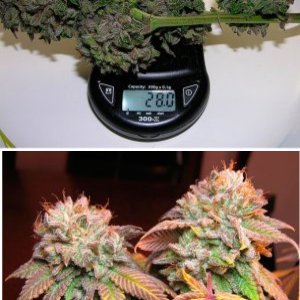 Pure Kush