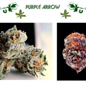 PURPLE ARROW
